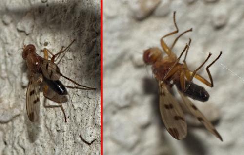 Geomyza tripunctata
